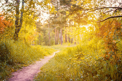 Road passing through forest