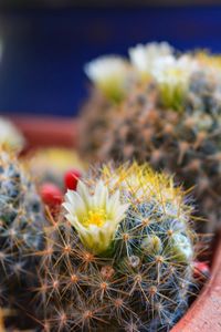 Close-up of prickly pear cactus