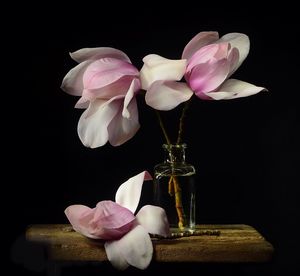 Close-up of pink rose blooming in vase