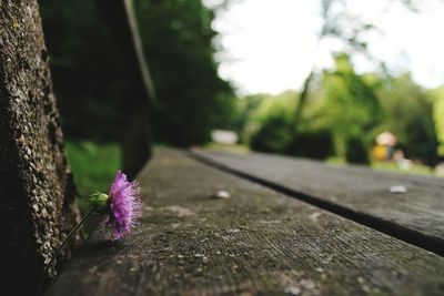 Purple flower on wooden bench at park