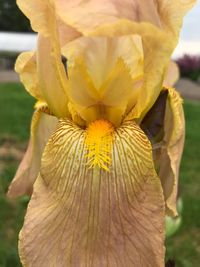 Close-up of yellow flowering plant