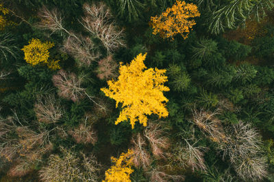 High angle view of yellow flowering plant on field