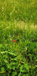 High angle view of flowering plants on field