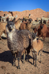 Sheep standing in a field