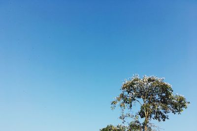 Low angle view of tree against blue sky