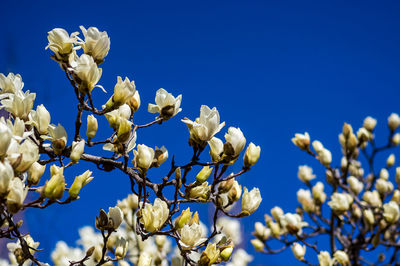 Low angle view of white flowering plant against clear blue sky