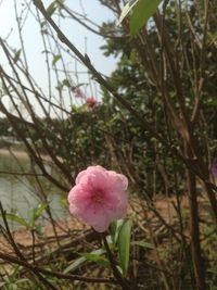 Close-up of pink flowers