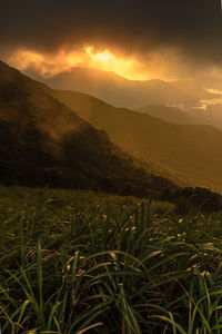 Scenic view of field against sky during sunset