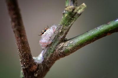 Close-up of lizard on branch