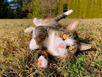Close-up portrait of a cat in a field