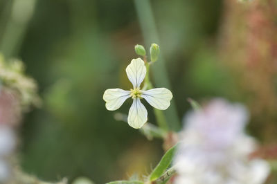 Close-up of white flowering plant