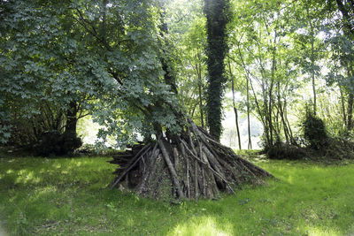 Trees in forest