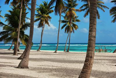 Palm trees by swimming pool at beach against sky