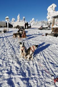 Dog on snow covered field