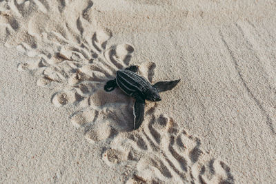 High angle view of a lizard on sand