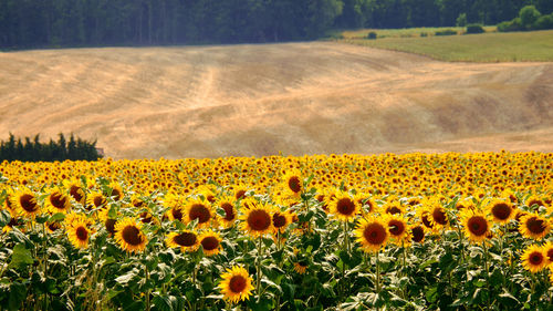 Scenic view of sunflower field