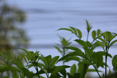leaf