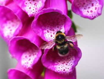 Close-up of honeybee perching over pink canterbury bell flower