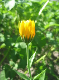 Close-up of yellow flowering plant