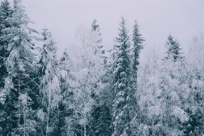 Snow covered trees in forest