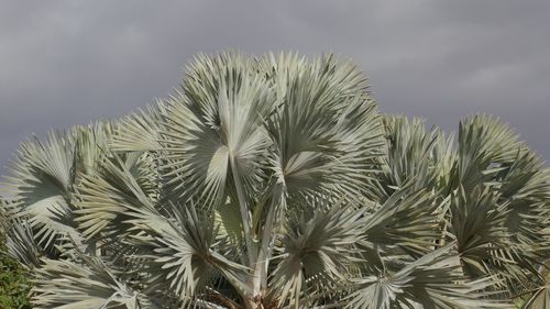 Close-up of plants against sky