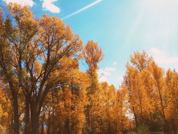 Low angle view of trees against sky