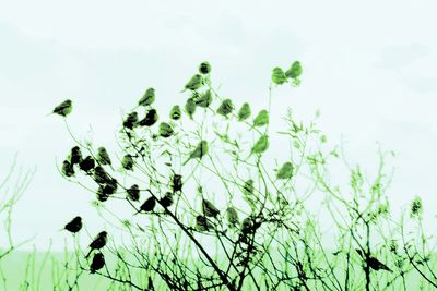 Close-up of plant against sky