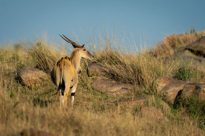 Deer standing on field