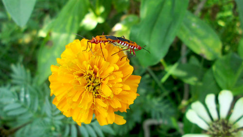 Close-up of insect on yellow flower