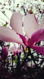 Close-up of pink cherry blossom