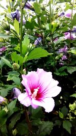 Close-up of pink flowering plant