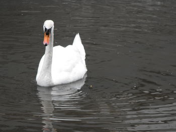 Swan swimming in lake