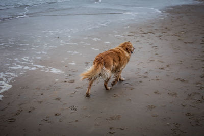 Dog standing in water