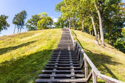 Steps amidst trees