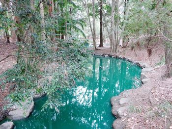 High angle view of trees in forest