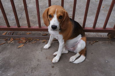 High angle portrait of dog sitting on 