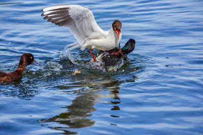 Fast attack of dark duck by white seagull on blue lake