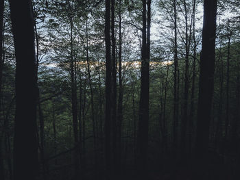 Silhouette of trees in forest