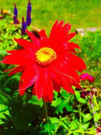 Close-up of red flower blooming outdoors