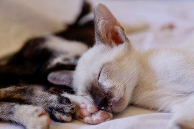 Close-up of kitten sleeping on bed