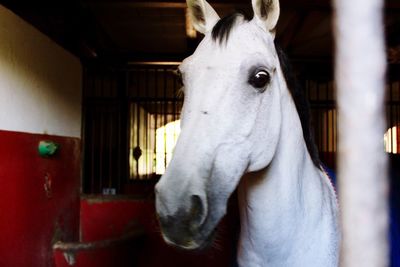 Close-up of horse