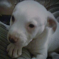 Close-up portrait of a dog