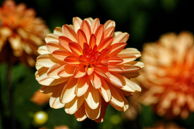 Dahlia longwood dainty 