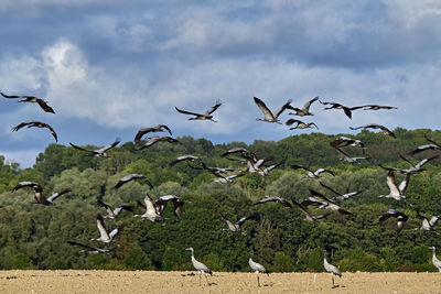 Seagulls flying in the sky