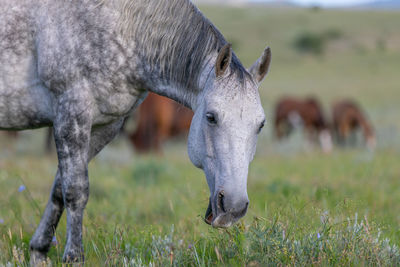 Full length of a horse on field