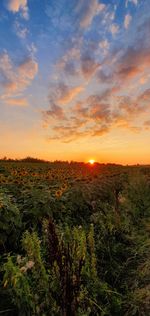 Scenic view of field against sky during sunset