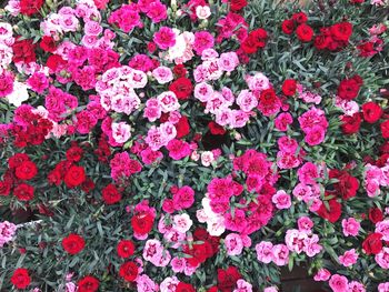 Full frame shot of red flowers