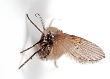 Close-up of butterfly on white background