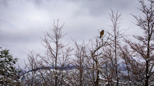 Low angle view of birds perching on bare tree