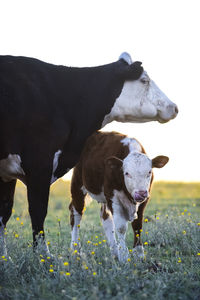 Cows standing on field